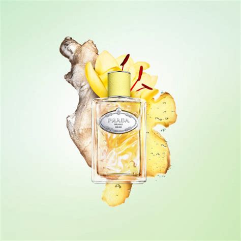 prada infusion ginger|infusion de gingembre.